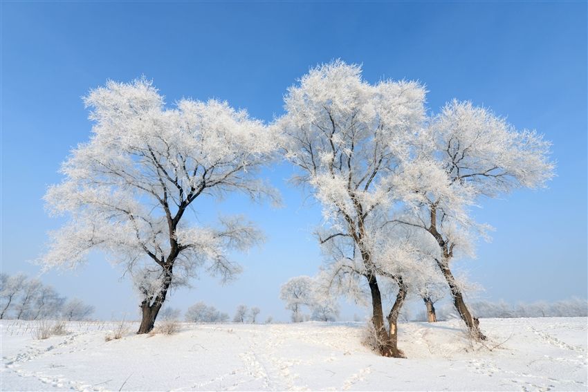 特选东北冰雕节│冰雪大世界．童话雪乡．破冰补鱼．雾松奇观8日｜商务三排座椅大巴
