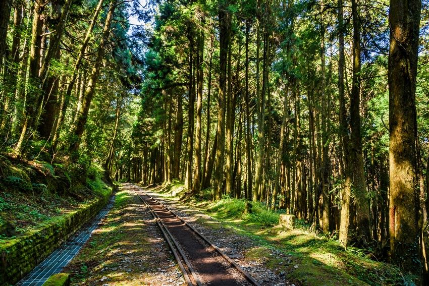 经典西部环岛|日月潭游湖x阿里山森林·喝喝茶·安平古都小吃盛宴·高铁回程3日
